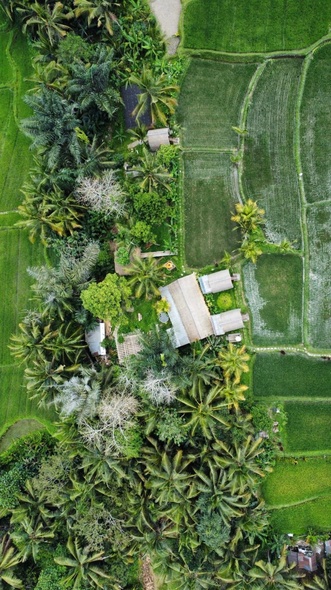 Kawig Bamboo House - Ricefield View, Eco Bamboo Home Tampaksiring Exterior foto